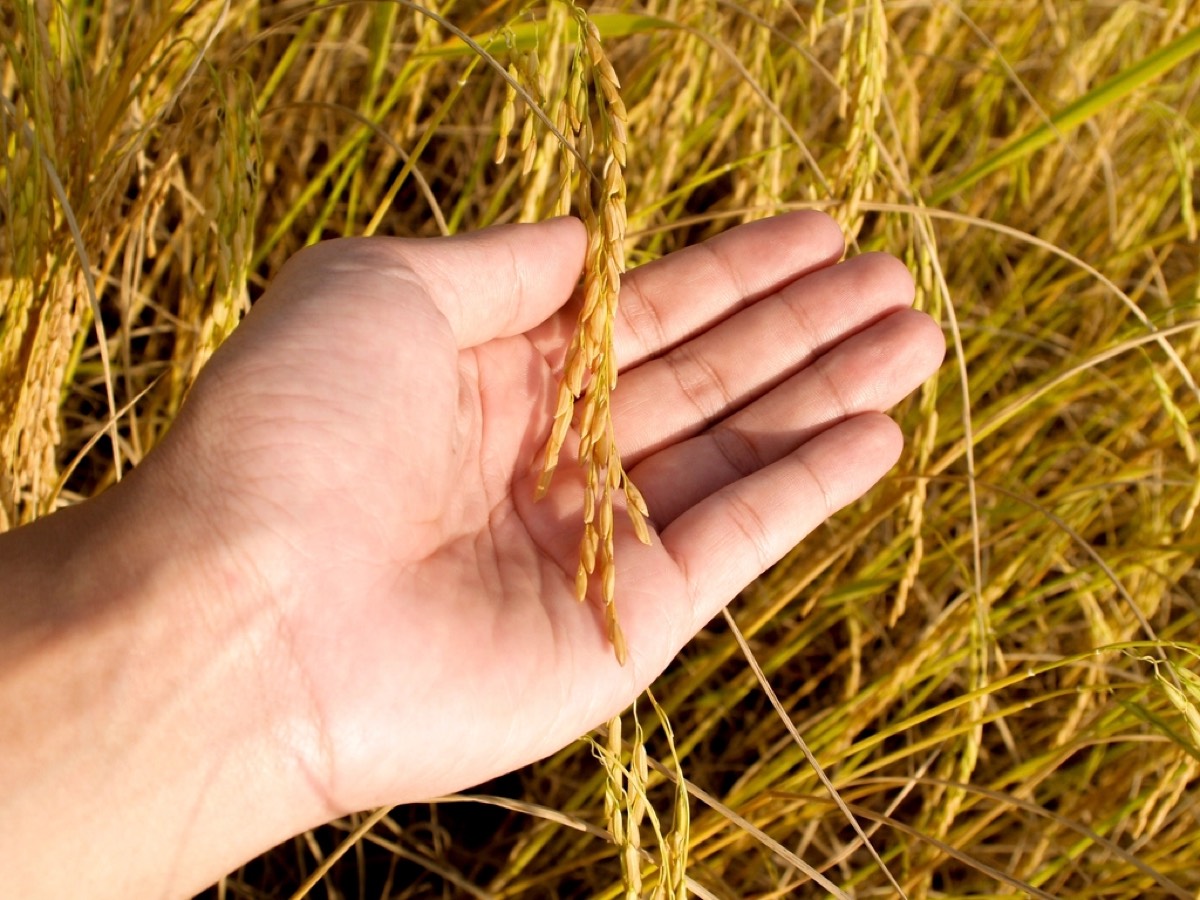 Hand holding a ripe rice panicle in a paddy field