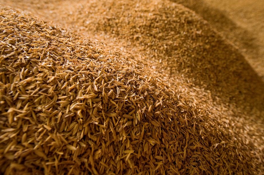Close-up of golden rice husks