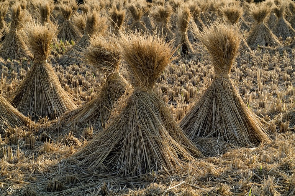 Rice straw stooks drying in a harvested paddy field