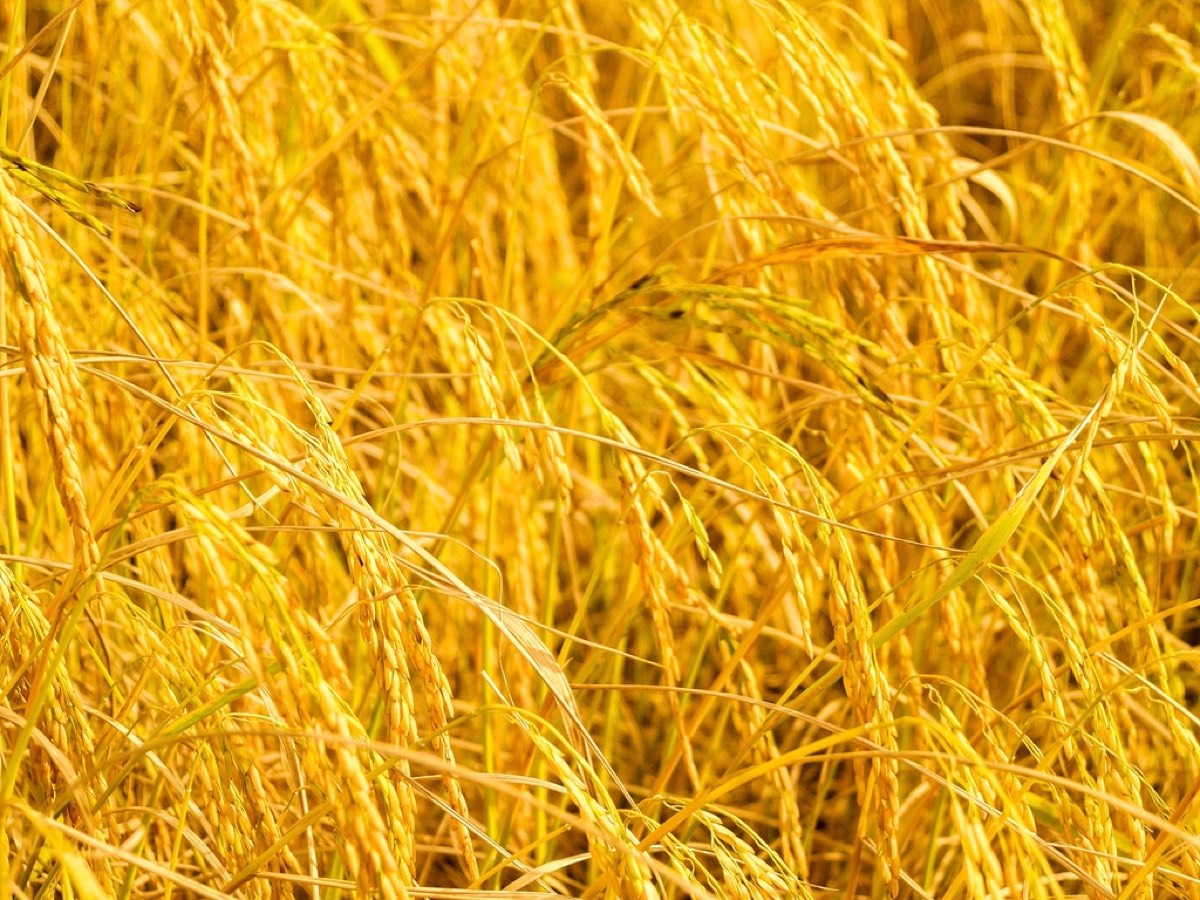 Golden ripe rice paddy in the field